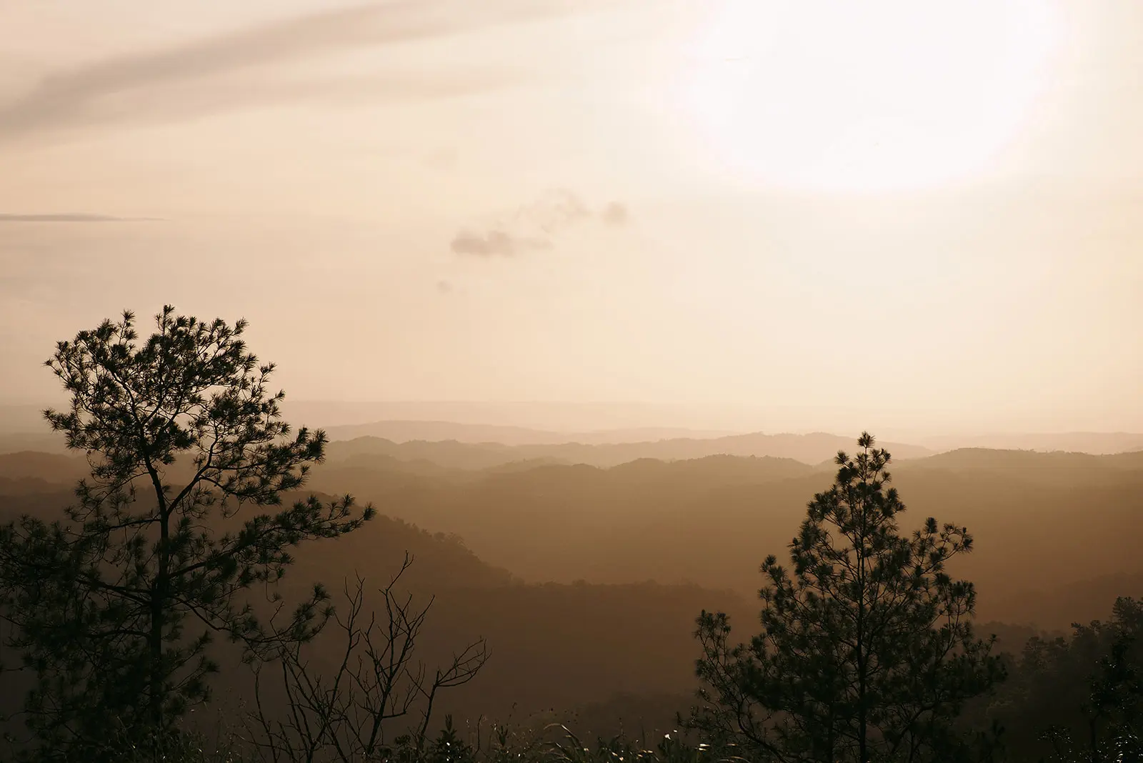 silhouette of belize pine trees with layered misty background